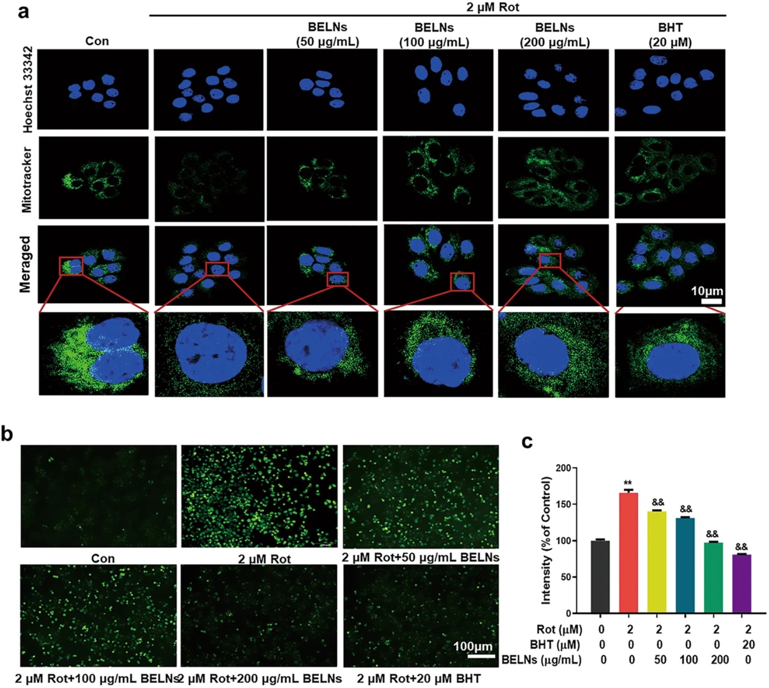 Confocal and fluorescence images showing blueberry-derived nanovesicles increase mitochondria and reduce ROS in rotenone-treated HepG2 cells.